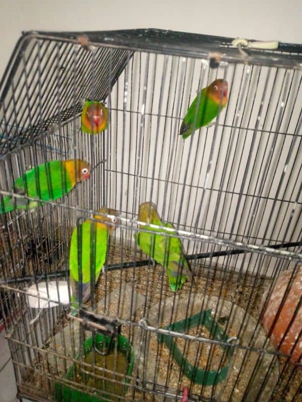 Selling My Fishers parrots 5 piece 3