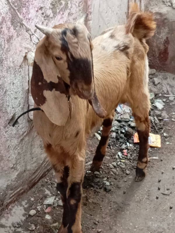 full jharal wala Bakra urgent sale 0