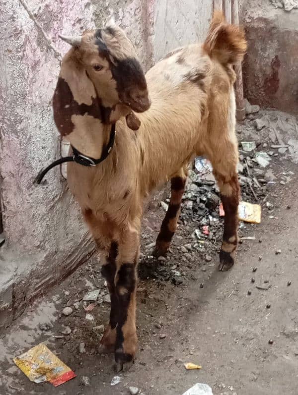 full jharal wala Bakra urgent sale 3