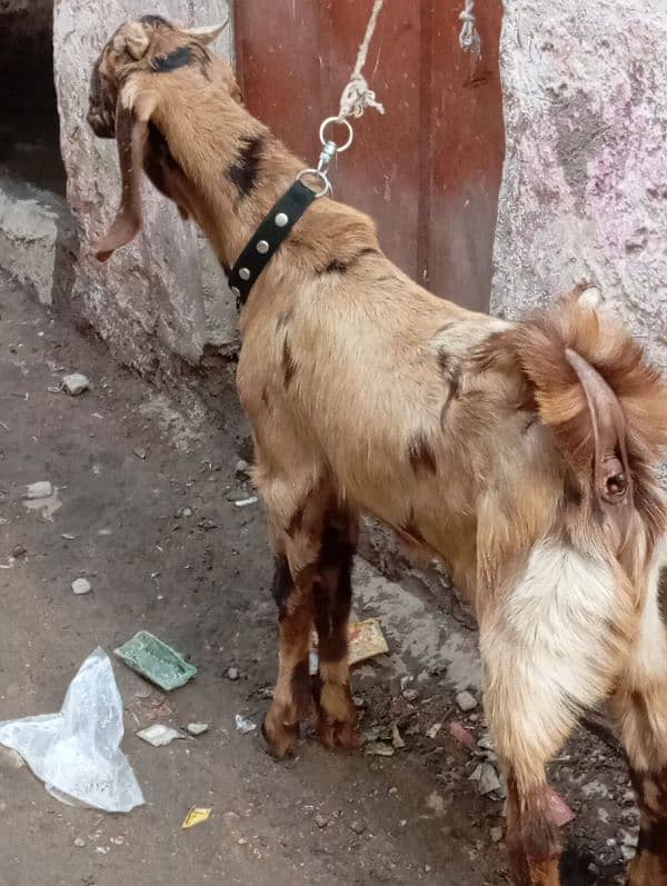 full jharal wala Bakra urgent sale 7