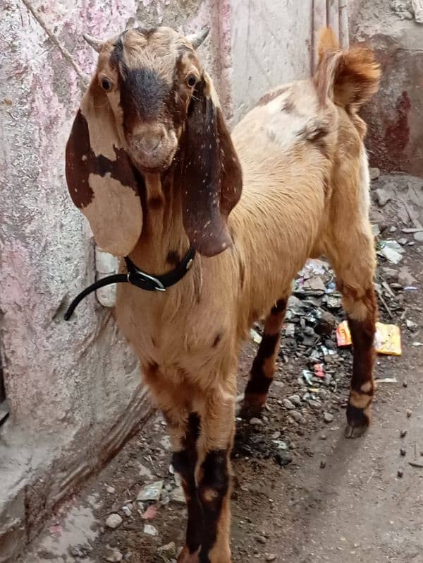 full jharal wala Bakra urgent sale 8