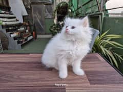 White Triple Coat Cute Persian Kitten