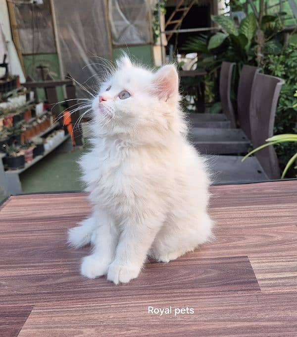 White Triple Coat Cute Persian Kitten 1