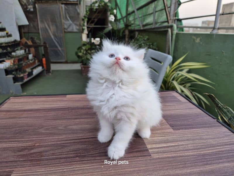 White Triple Coat Cute Persian Kitten 3