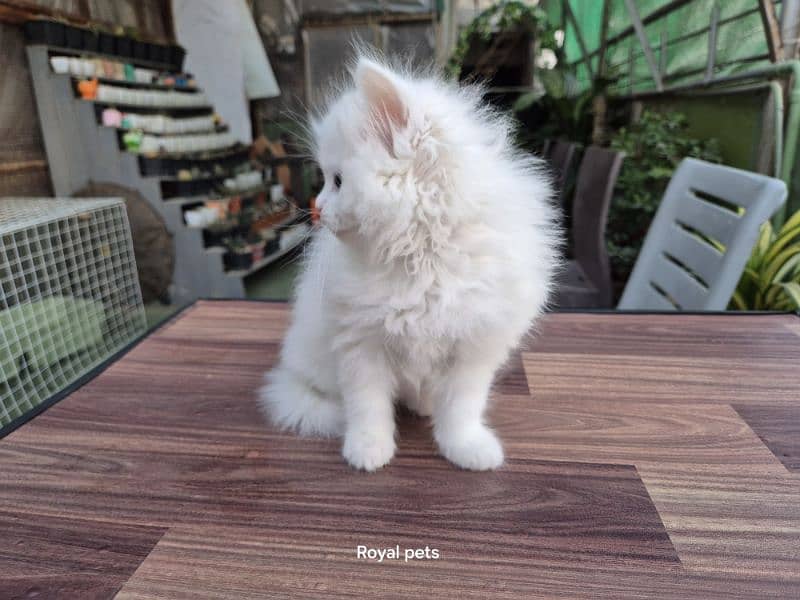 White Triple Coat Cute Persian Kitten 4