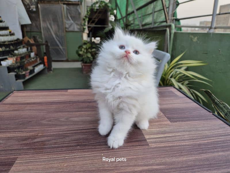 White Triple Coat Cute Persian Kitten 5