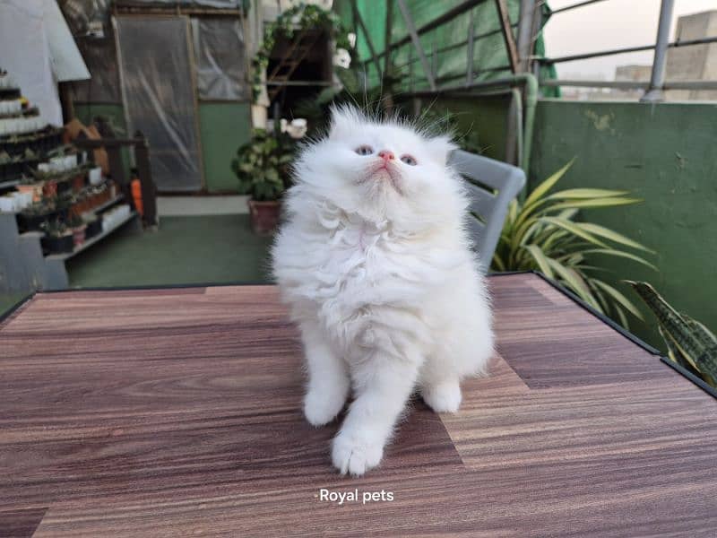 White Triple Coat Cute Persian Kitten 6