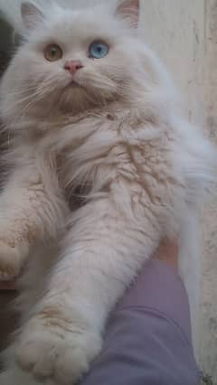 White Persian male cat odd eye : contact only whatapp:03468015786