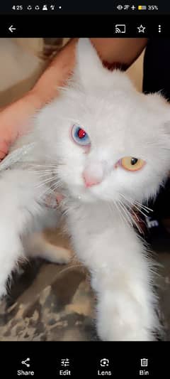 female persion. odd eyes cat