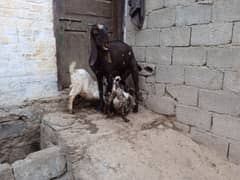 Big bakri 03145387877