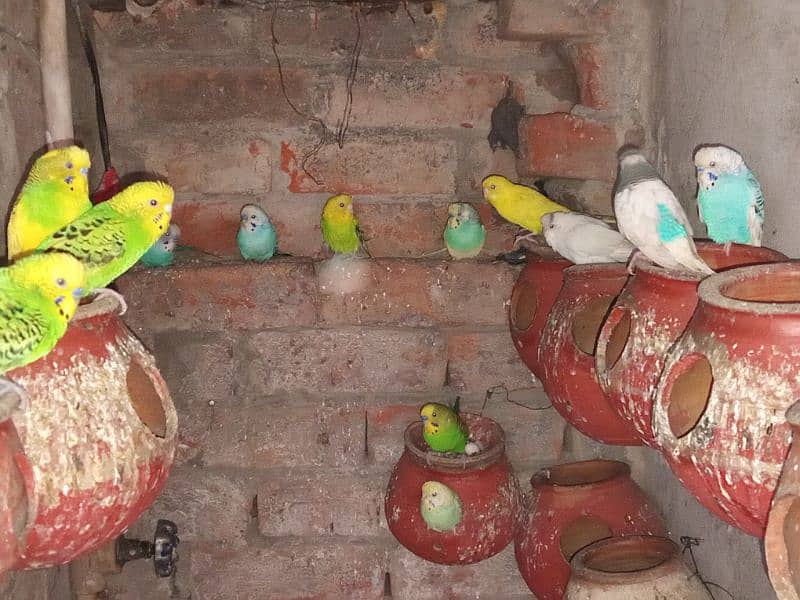 budgie parrots  pairs for sale 0