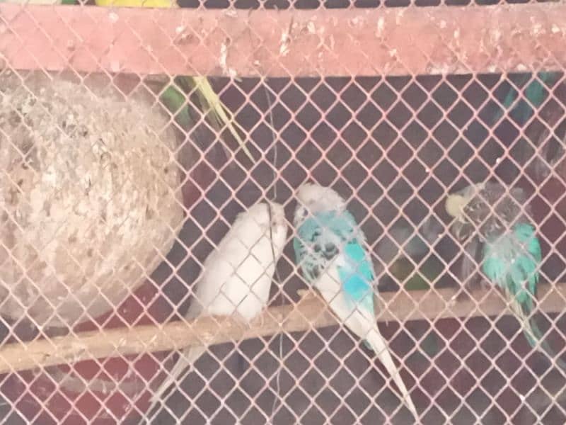 budgie parrots  pairs for sale 2