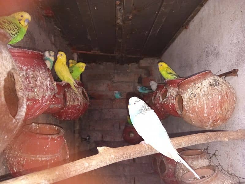 budgie parrots  pairs for sale 3