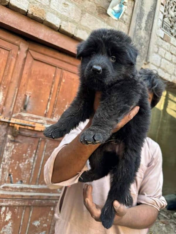 Black long haired German shepherd e 1