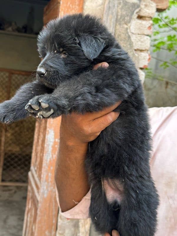 Black long haired German shepherd e 5