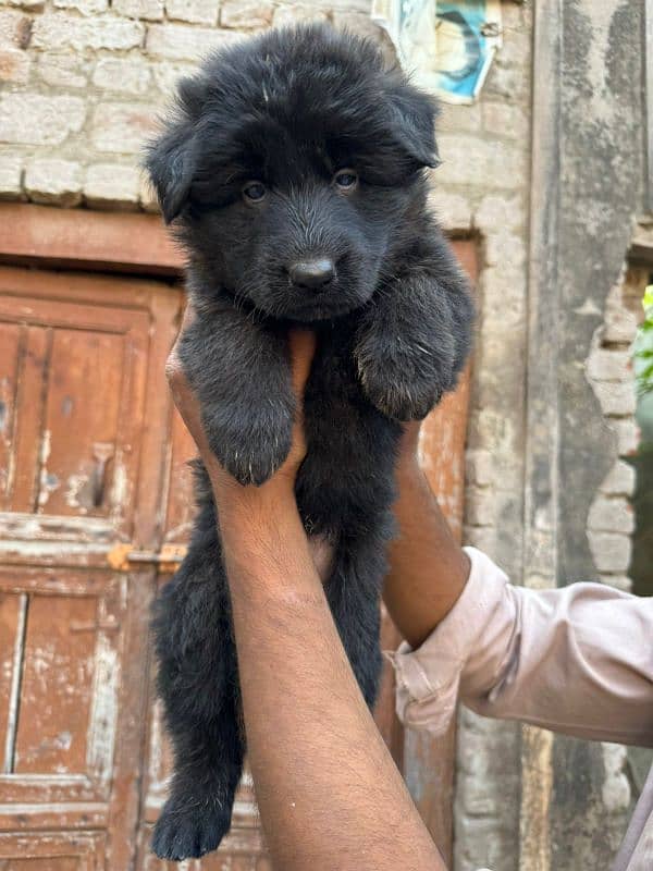 Black long haired German shepherd e 6