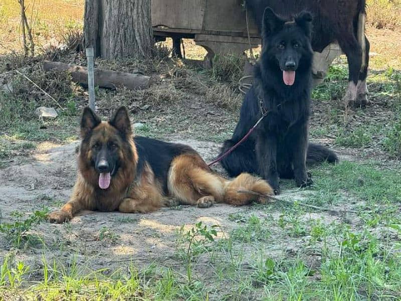 Black long haired German shepherd e 7