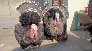 2x Male Black Turkey