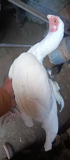 white assel female for sale