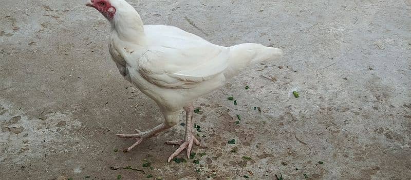 white assel female for sale 2