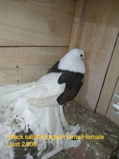 Some quality English modern semi modern females and frill back pigeons