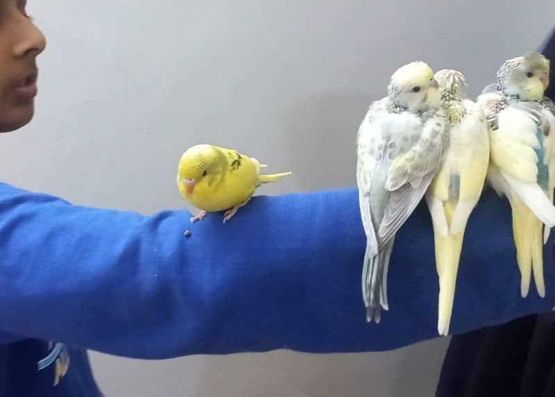 Hand Tame Australian Budgie parrot 0