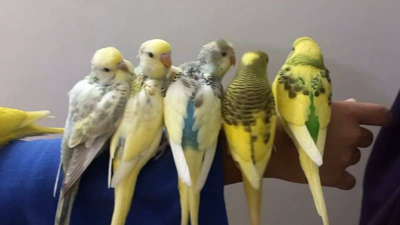 Hand Tame Australian Budgie parrot 1