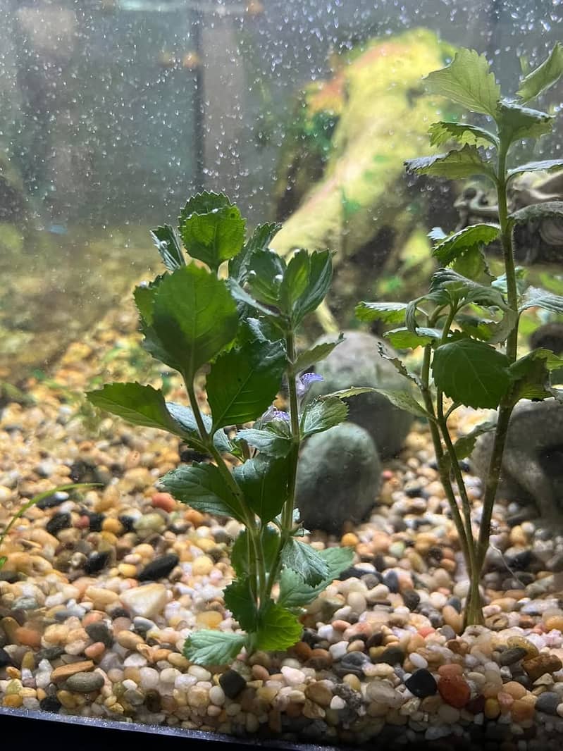 Aquarium River Sand and Aquatic plant for aquarium 5