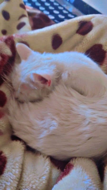 Persian cats kitten Panch face female and male both available 1