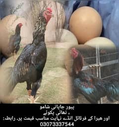 Shamoo Eggs |  Pakoy Eggs | Heera Eggs | Fertile | Coco shamoo eggs