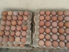 eggs for sale lohmann brown