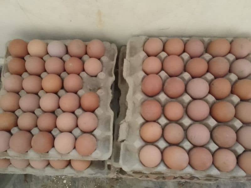 eggs for sale lohmann brown 0