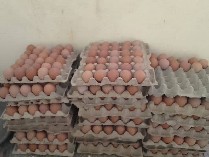 eggs for sale lohmann brown 2