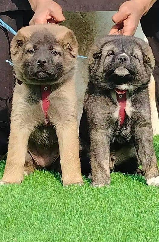 Pure king Kurdish kangal pior 2 month for sale sequrty dogs 1