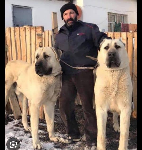 Pure king Kurdish kangal pior 2 month for sale sequrty dogs 3