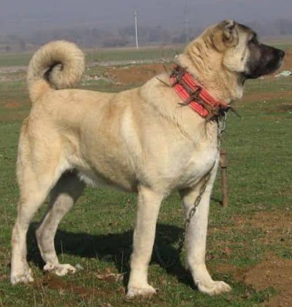 Pure king Kurdish kangal pior 2 month for sale sequrty dogs 4