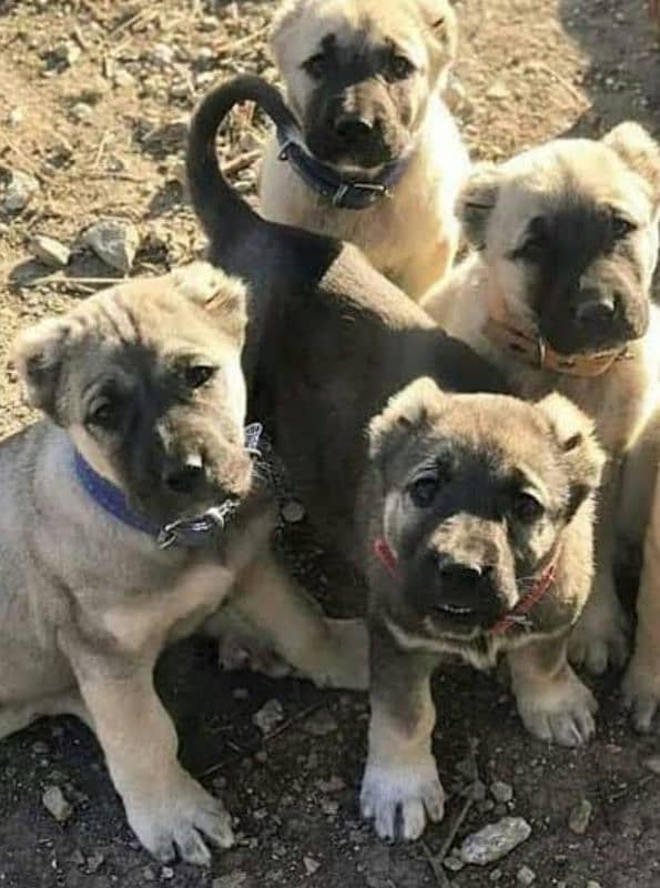 Pure king Kurdish kangal pior 2 month for sale sequrty dogs 5