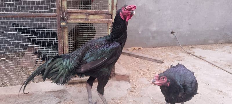 Pure thai Aseel High quality pair is for sale 3