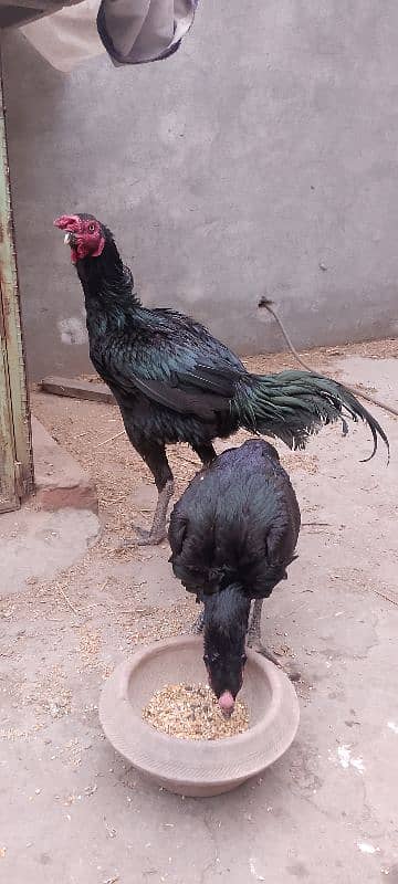 Pure thai Aseel High quality pair is for sale 4