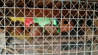 parrot cage for sale