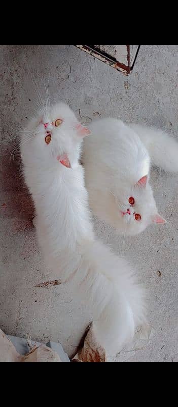 Persian Cats 3