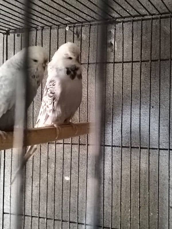 Exhibition breeder pair 1