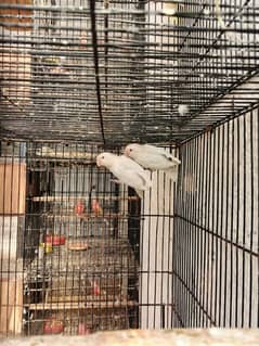 2. Albino red eye lovebirds breder pair with dna female laying eggs