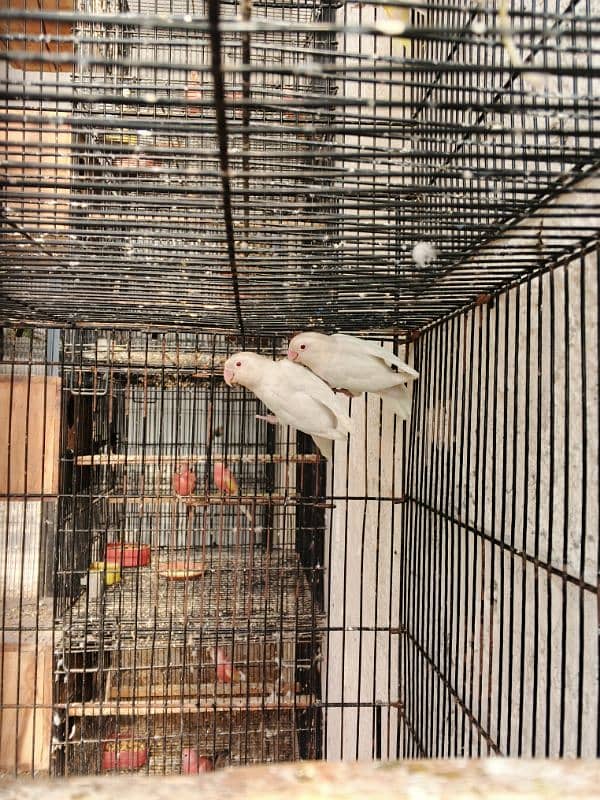 2. Albino red eye lovebirds breder pair with dna female laying eggs 0