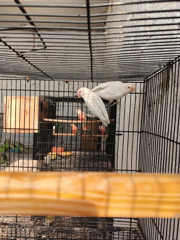 2. Albino red eye lovebirds breder pair with dna female laying eggs 1