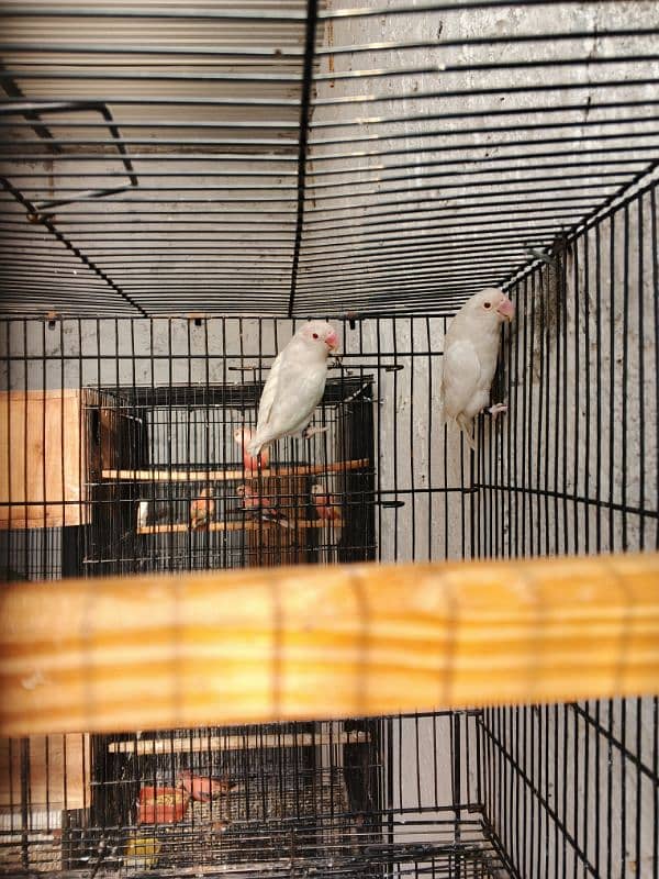 2. Albino red eye lovebirds breder pair with dna female laying eggs 2