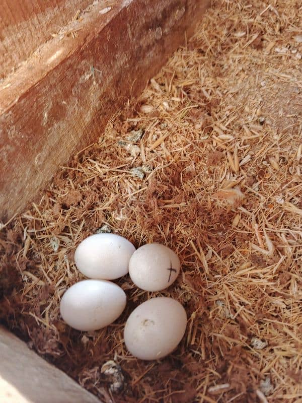 2. Albino red eye lovebirds breder pair with dna female laying eggs 3