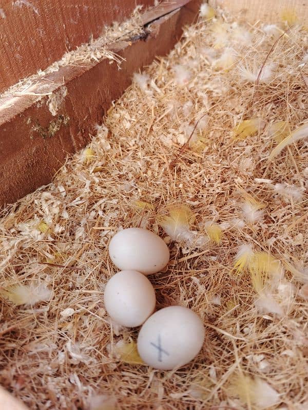 2. Albino red eye lovebirds breder pair with dna female laying eggs 4