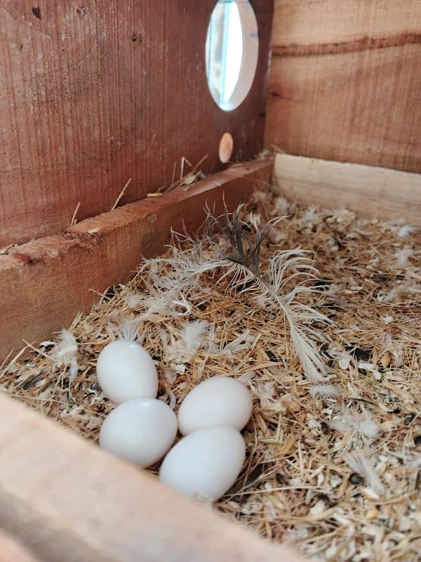 2. Albino red eye lovebirds breder pair with dna female laying eggs 5