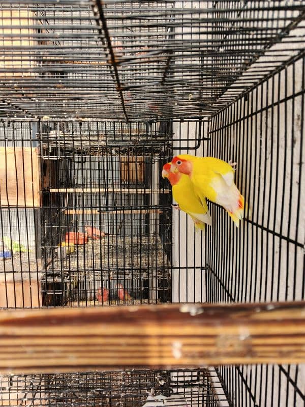 2. Albino red eye lovebirds breder pair with dna female laying eggs 6